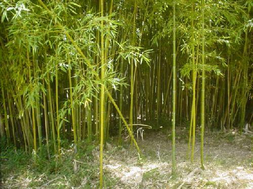 bambouseraie pour production photographique